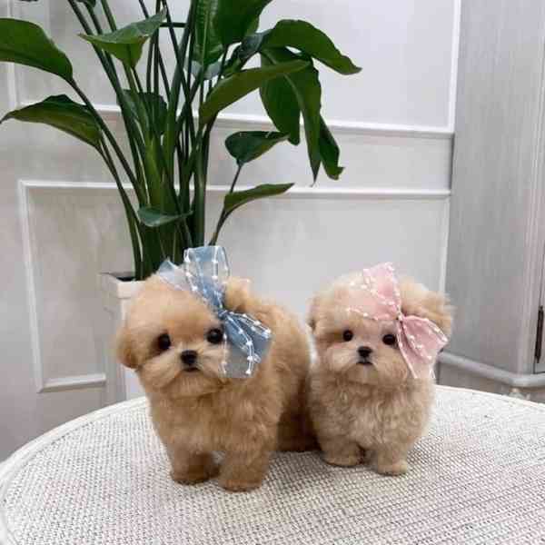  Dárek zdarma krásná štěňátka pudl k adopci zdarma  