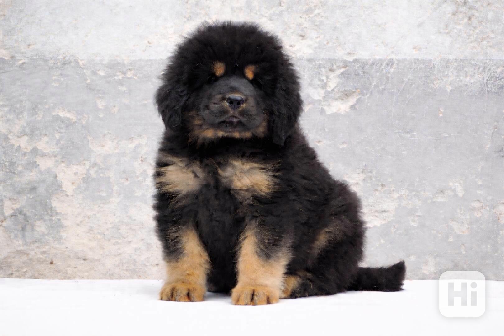 Tibetská doga - foto 1