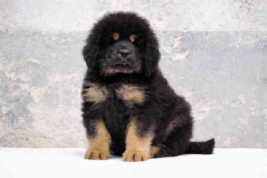 Tibetská doga - foto 1