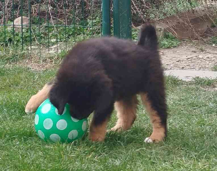 Tibetská doga - foto 2