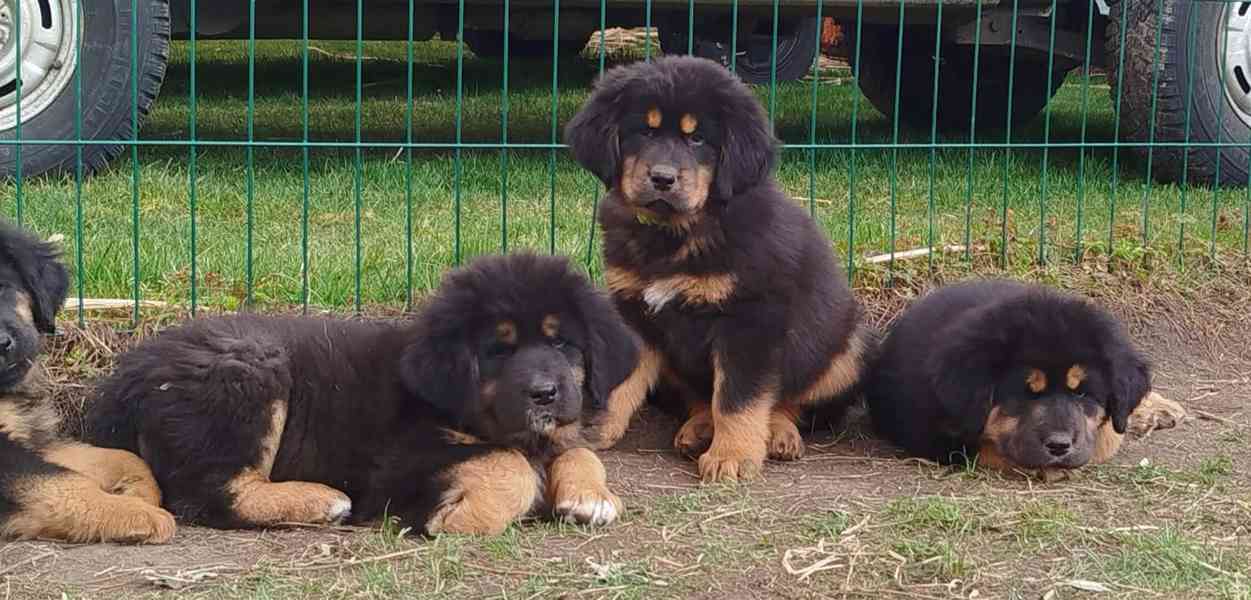 Tibetská doga - foto 3