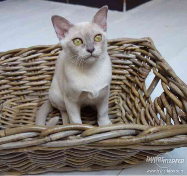 Barmská koťátka - foto 2