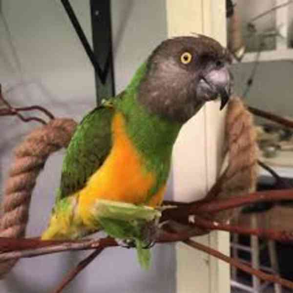senegalští papoušci S velkou lítostí budu muset prodat svou  - foto 1