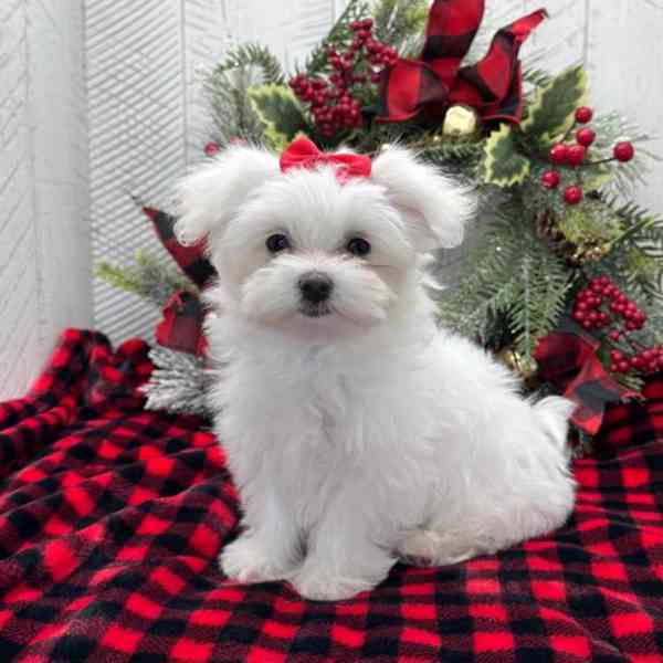 Maltézský psík s PP