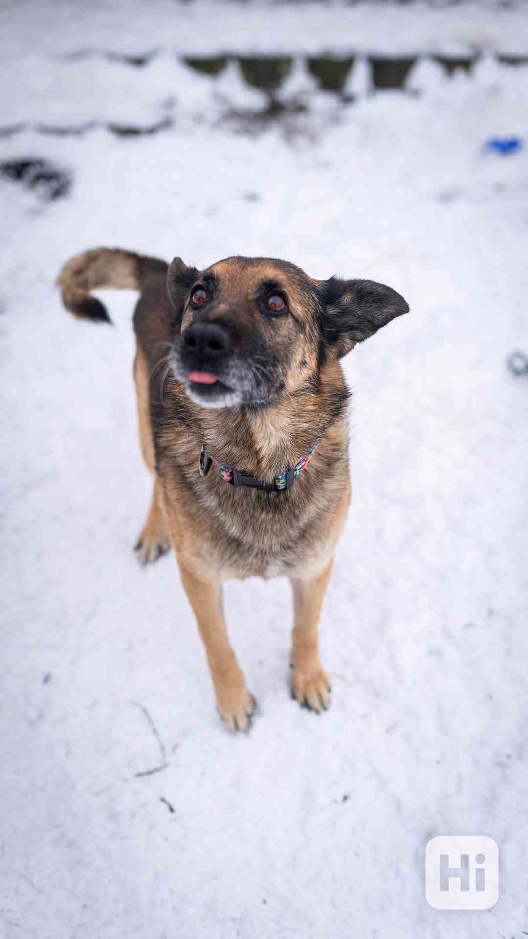 Rexula - x Německý ovčák, moc hodný kluk, 10 let - foto 1