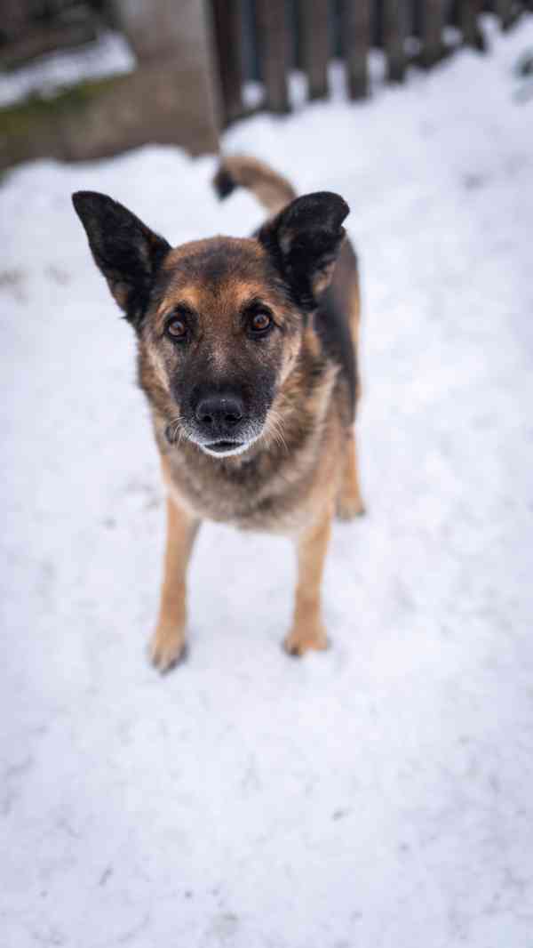 Rexula - x Německý ovčák, moc hodný kluk, 10 let - foto 5