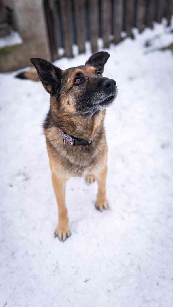 Rexula - x Německý ovčák, moc hodný kluk, 10 let - foto 4