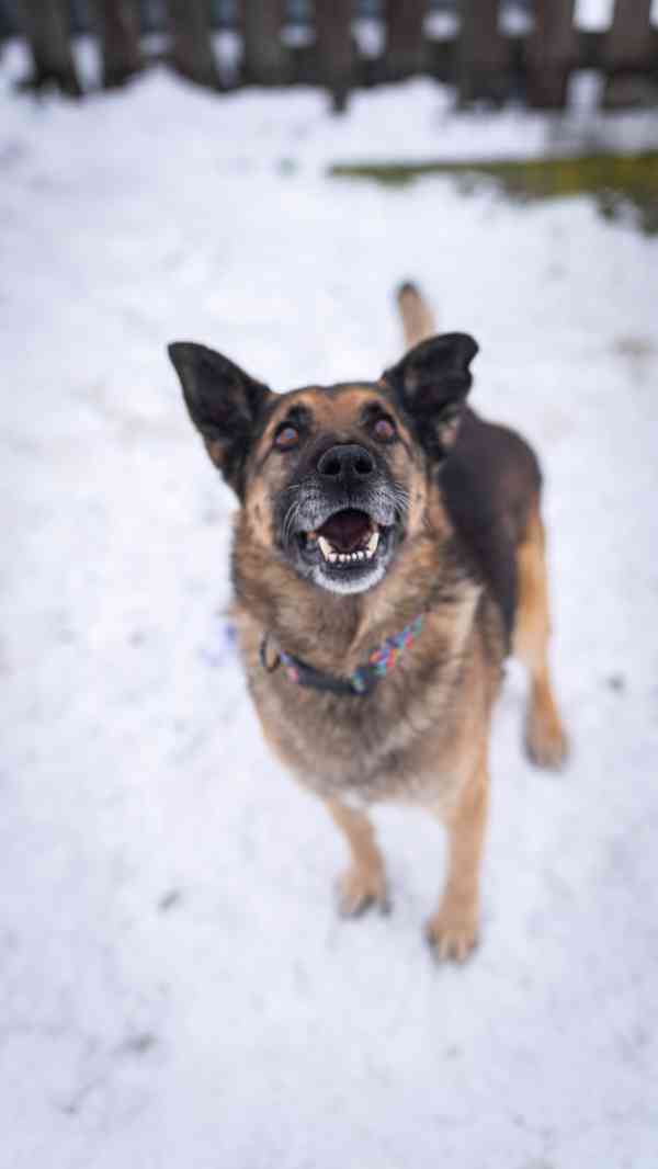 Rexula - x Německý ovčák, moc hodný kluk, 10 let - foto 8