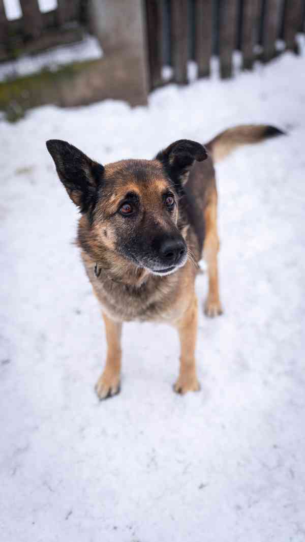 Rexula - x Německý ovčák, moc hodný kluk, 10 let - foto 6