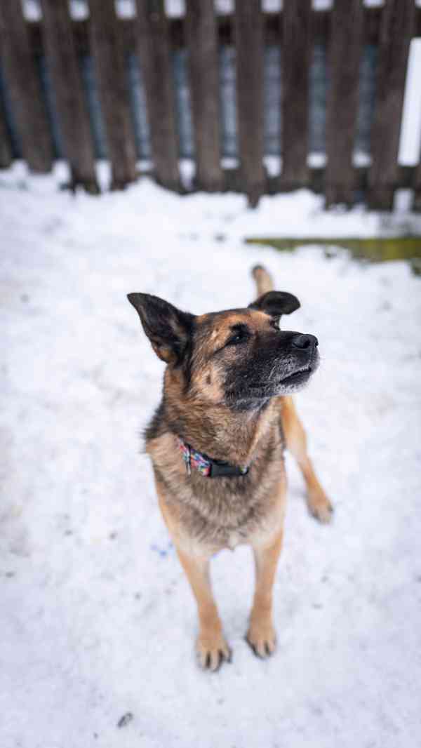 Rexula - x Německý ovčák, moc hodný kluk, 10 let - foto 10