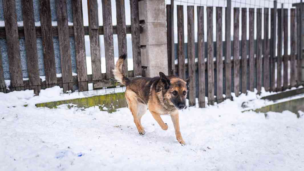 Rexula - x Německý ovčák, moc hodný kluk, 10 let - foto 11