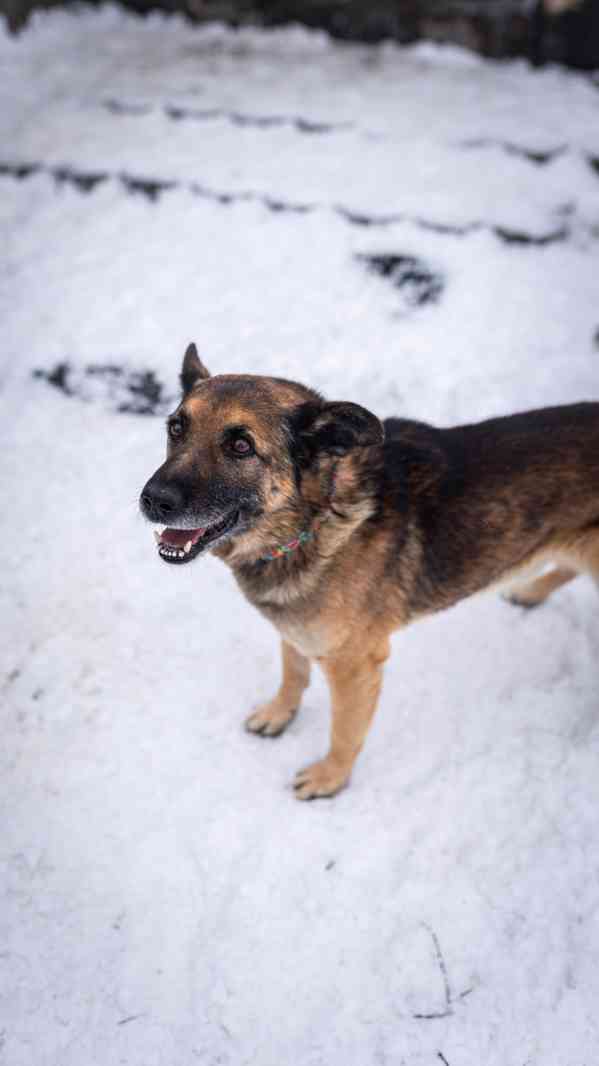 Rexula - x Německý ovčák, moc hodný kluk, 10 let - foto 3