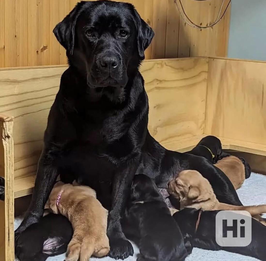 🐾 Krásná čistokrevná štěňata labradorského retrívra na prod - foto 1
