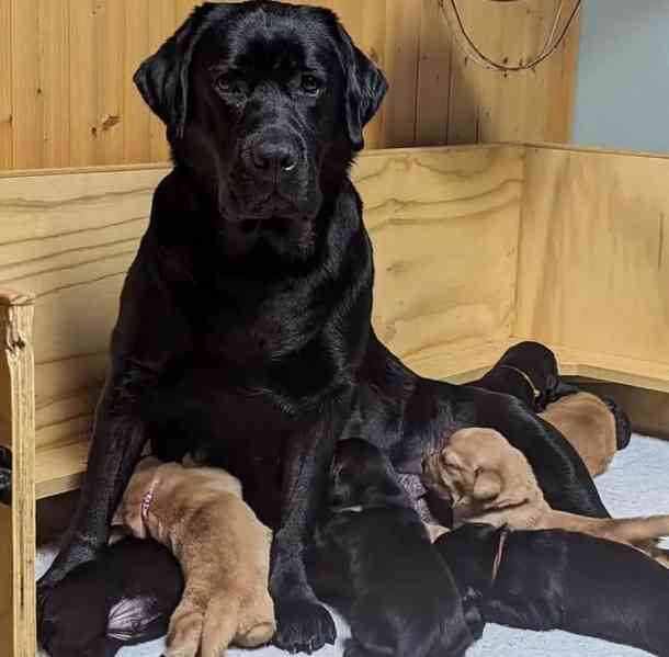 🐾 Krásná čistokrevná štěňata labradorského retrívra na prod - foto 1