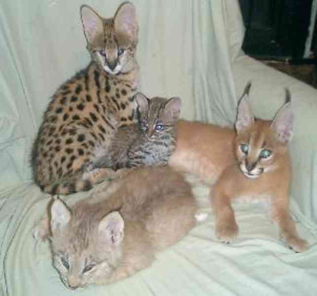 Exotický dům koček - nabídky, serval a koťata caracal na pro - foto 7