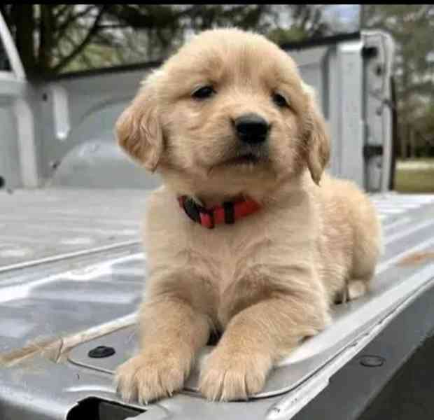 Štěňata zlatého retrívra hledají domov - foto 1