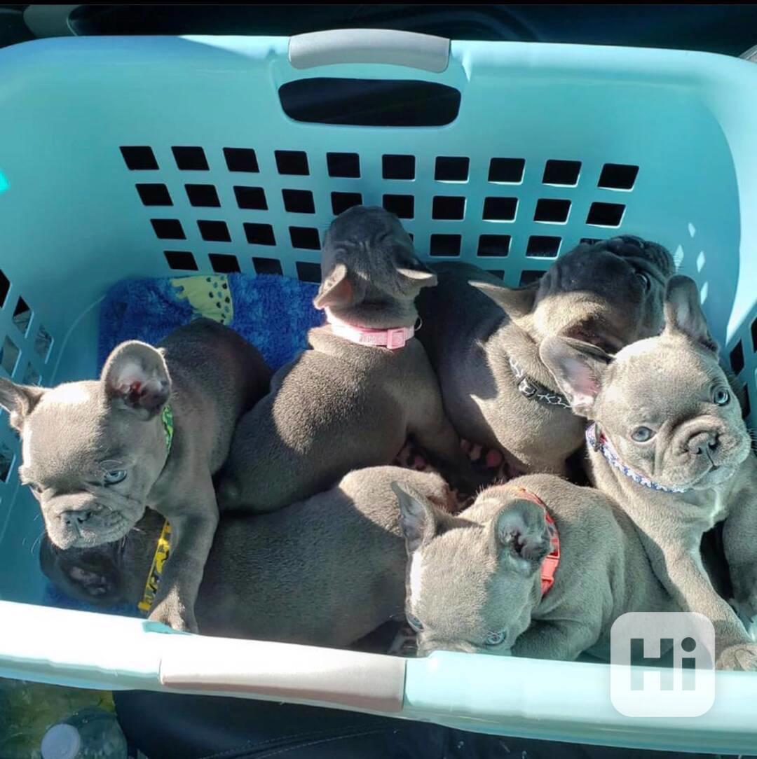 Nádherná štěňata francouzského buldočka k dispozici - foto 1