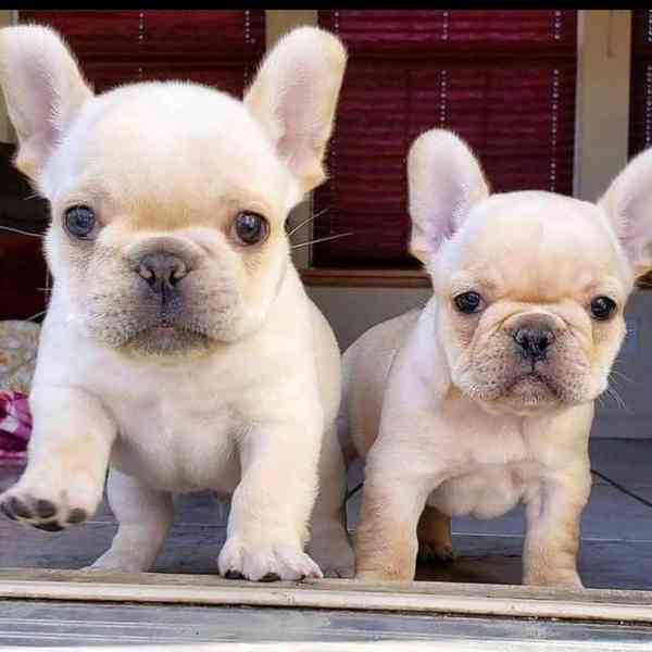 Nádherná štěňata francouzského buldočka k dispozici - foto 2