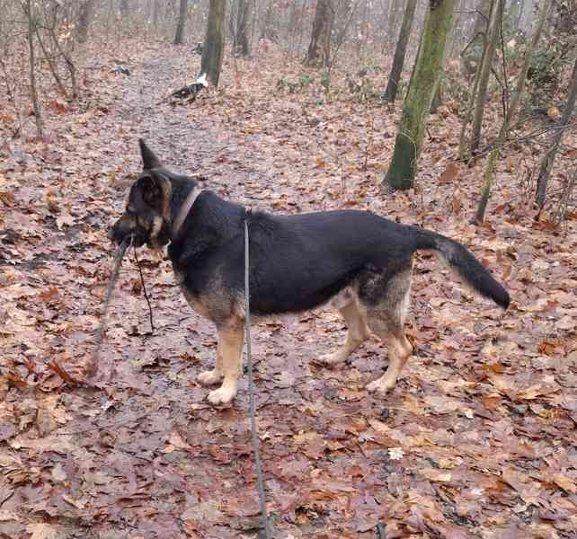 Německý ovčák krátkosrstý nabízí krytí - foto 4