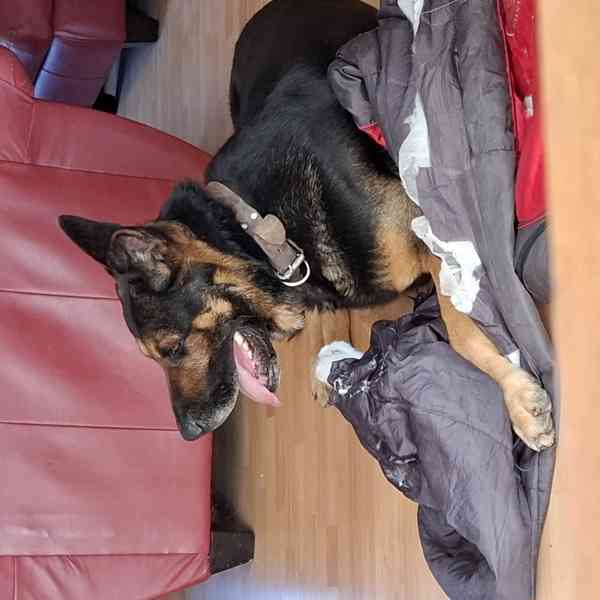 Německý ovčák krátkosrstý nabízí krytí - foto 2