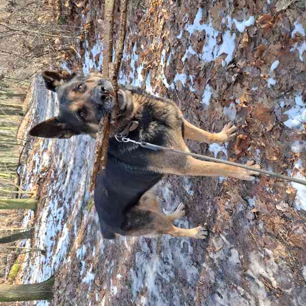 Německý ovčák krátkosrstý nabízí krytí - foto 6