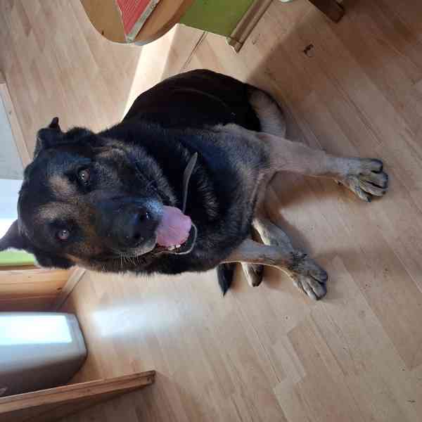 Německý ovčák krátkosrstý nabízí krytí - foto 3