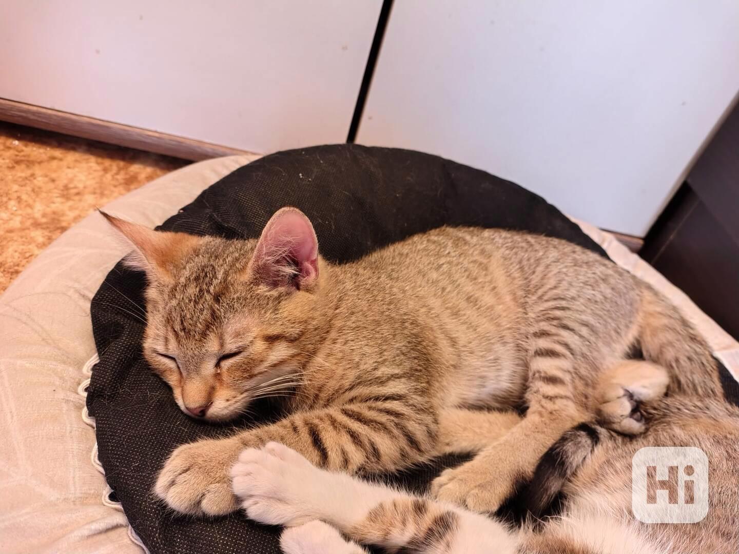 Mourovaný 6měsíční kocourek Merlin hledá domov. - foto 1