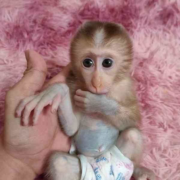 3 měsíce stará samice opice kapucínské