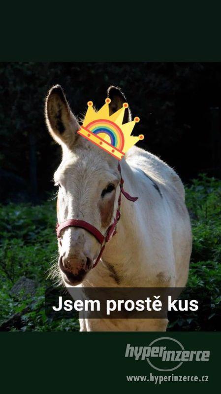 Osel Sicilský - foto 2