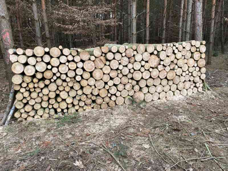 Měkké palivové dřevo - foto 2