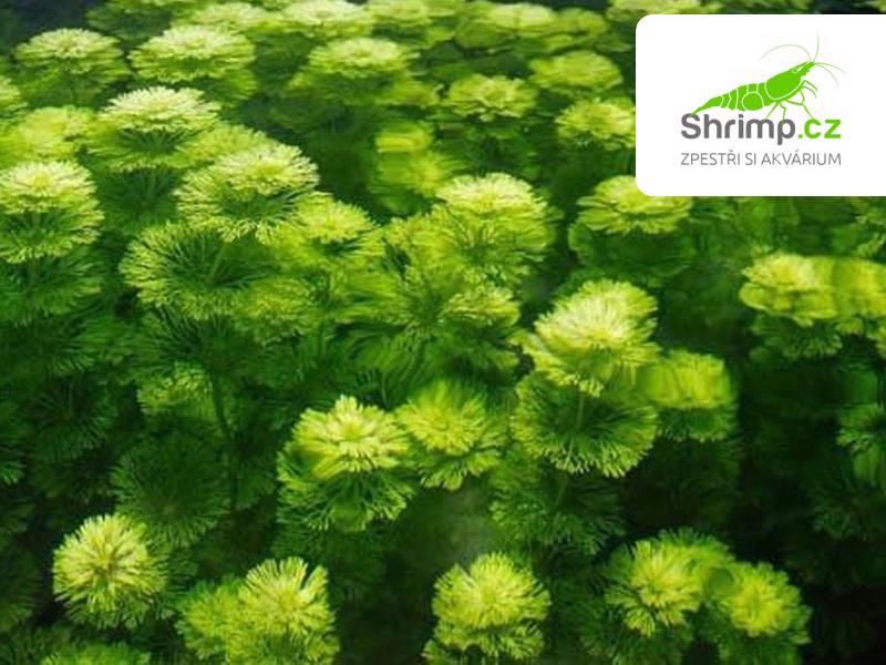 Prodám akvarijní rostliny - Limnophila, Ceratopteris, Cerato - foto 1