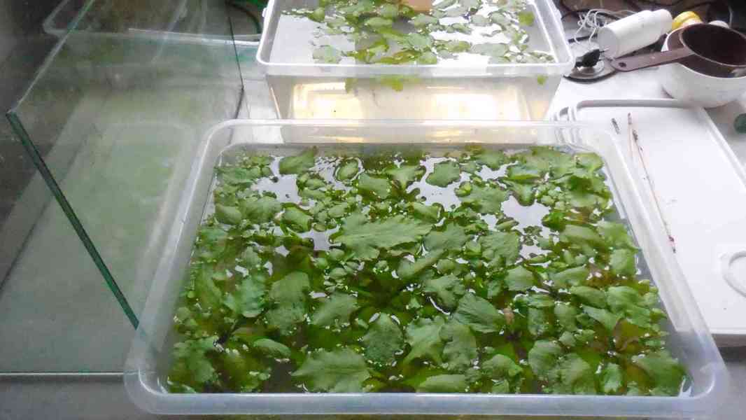 Prodám akvarijní rostliny - Limnophila, Ceratopteris, Cerato - foto 2