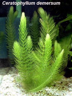 Prodám akvarijní rostliny - Limnophila, Ceratopteris, Cerato - foto 3