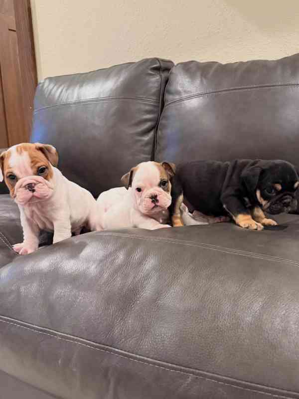 Krásná štěňata anglického buldoka od AKC k adopci - foto 2