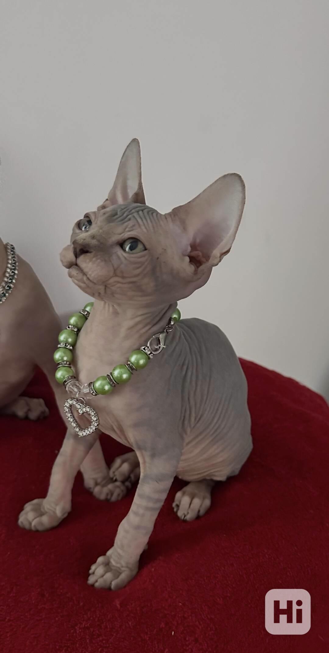 Kanadský Sphynx - koťátka k zadání - foto 1