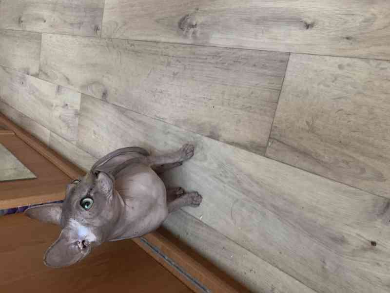 Kanadský Sphynx - koťátka k zadání - foto 13