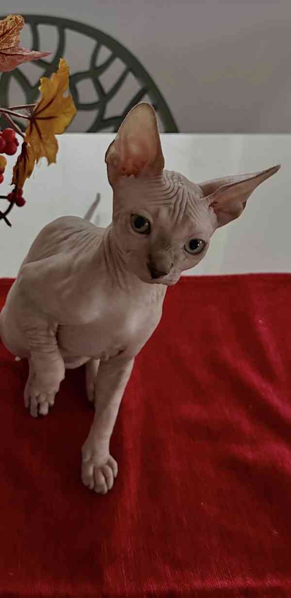 Kanadský Sphynx - koťátka k zadání - foto 5