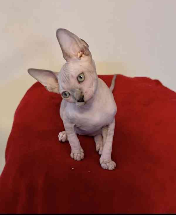 Kanadský Sphynx - koťátka k zadání - foto 9