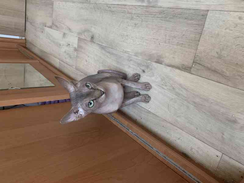 Kanadský Sphynx - koťátka k zadání - foto 12
