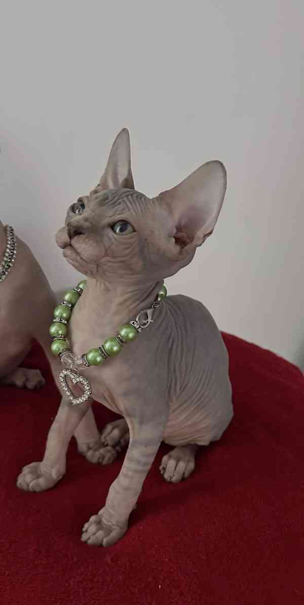 Kanadský Sphynx - koťátka k zadání - foto 1
