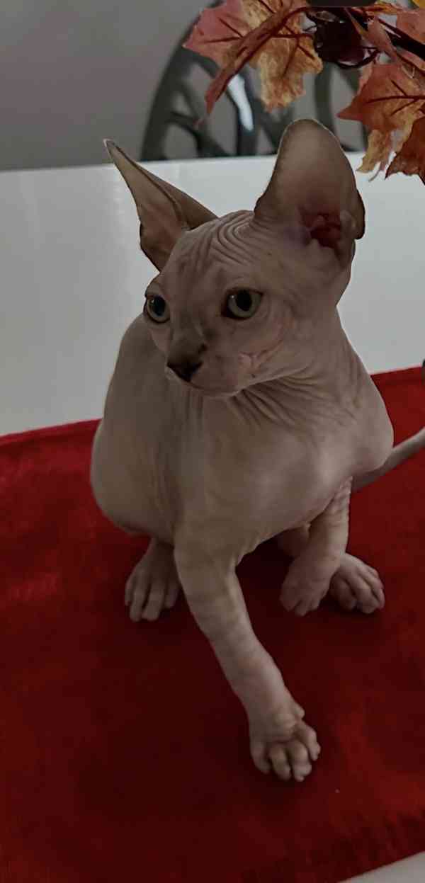 Kanadský Sphynx - koťátka k zadání - foto 3