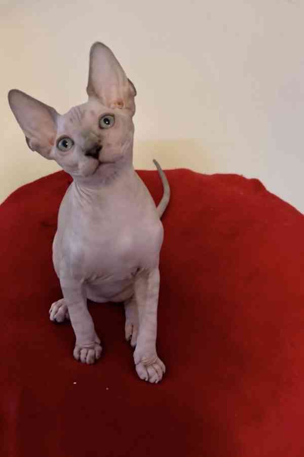 Kanadský Sphynx - koťátka k zadání - foto 6