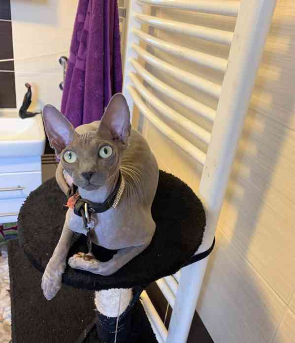 Kanadský Sphynx - koťátka k zadání - foto 11
