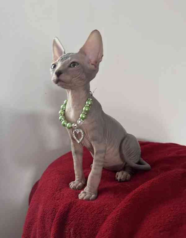 Kanadský Sphynx - koťátka k zadání - foto 4