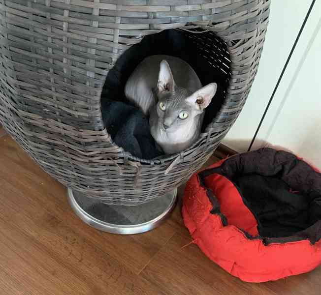 Kanadský Sphynx - koťátka k zadání - foto 14