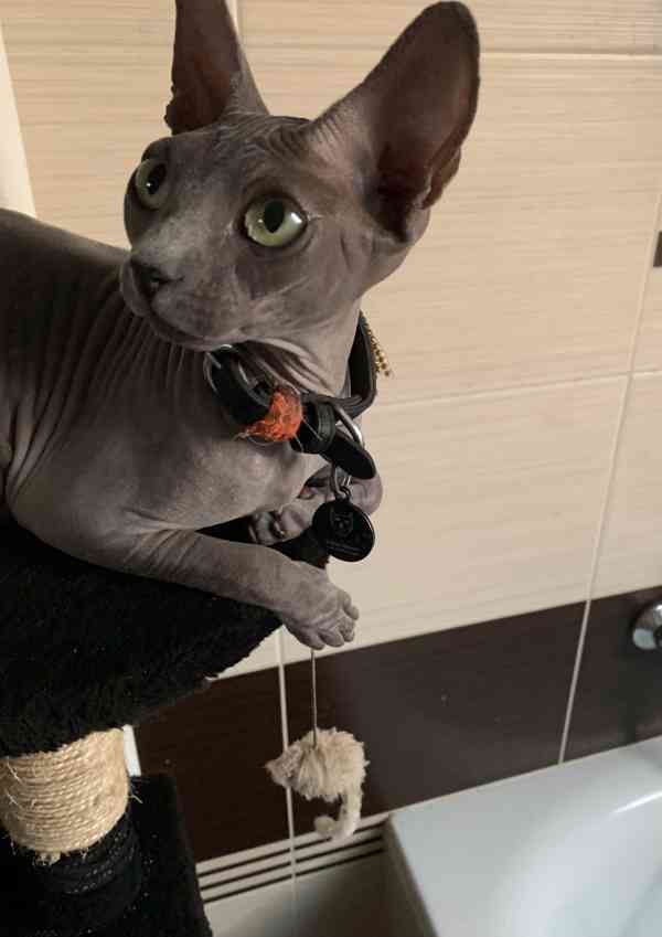 Kanadský Sphynx - koťátka k zadání - foto 10