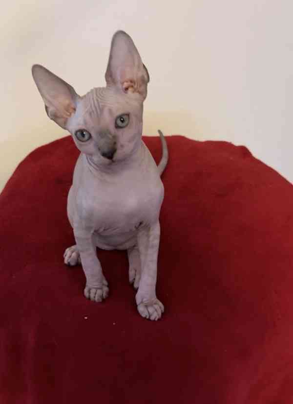 Kanadský Sphynx - koťátka k zadání - foto 7