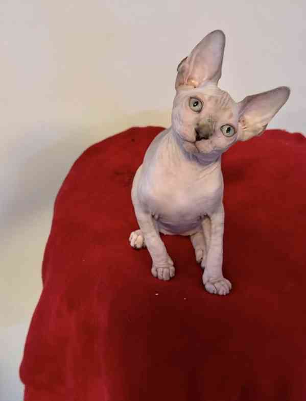 Kanadský Sphynx - koťátka k zadání - foto 8