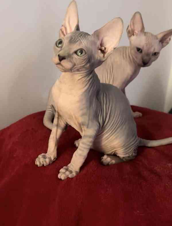 Kanadský Sphynx - koťátka k zadání - foto 15