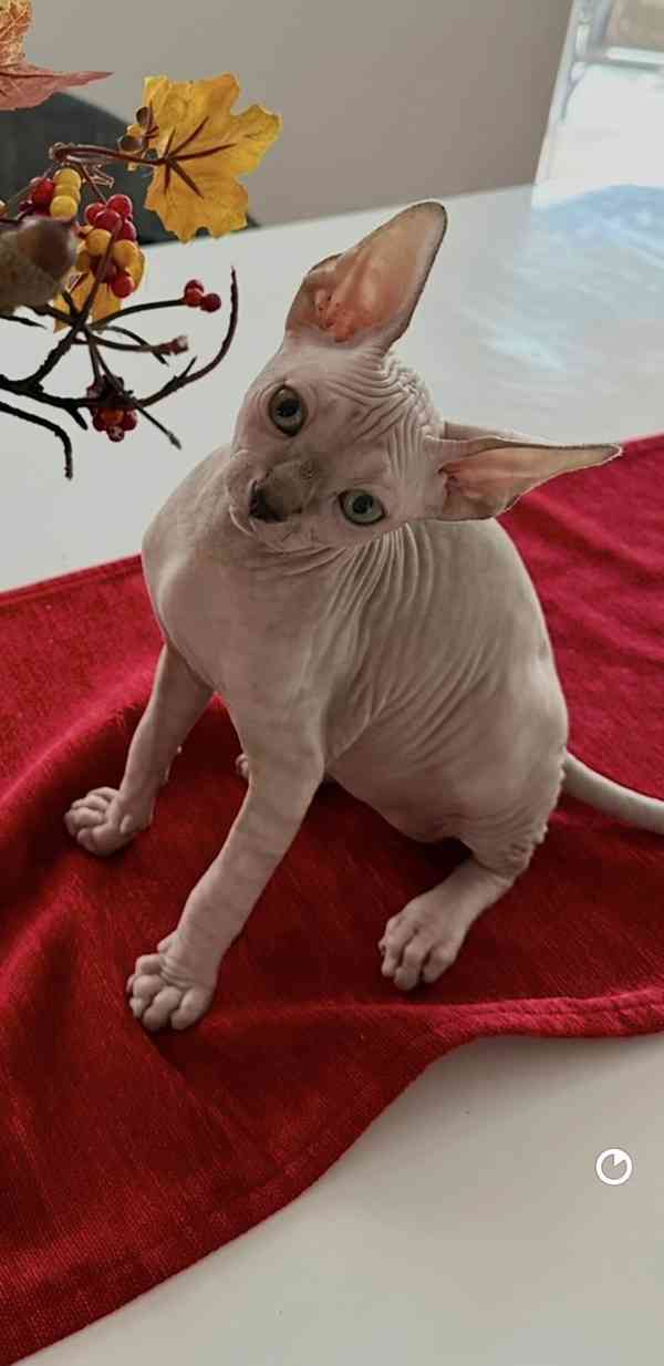 Kanadský Sphynx - koťátka k zadání - foto 2